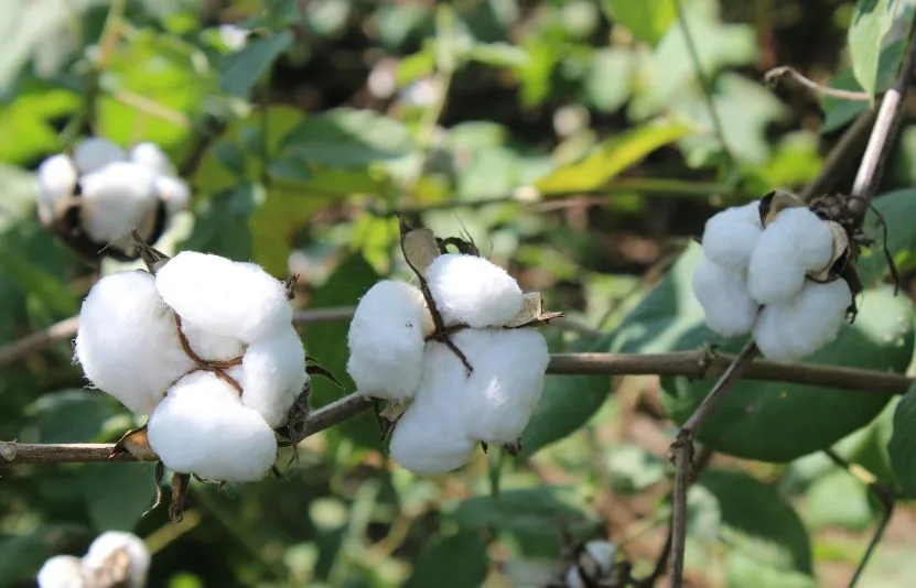 b&ocirc;ng, đường, ca cao